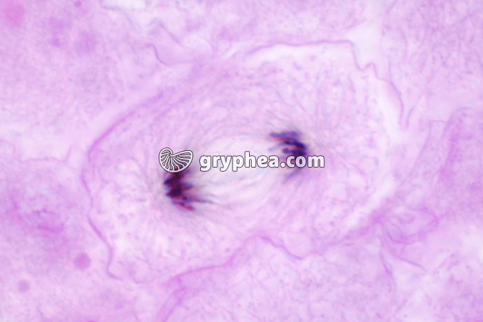 Cellules d'oeuf de Poisson - Mitose Anaphase x600 - gryphea.org